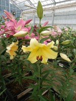 [5643 VH73 No01.JPG]